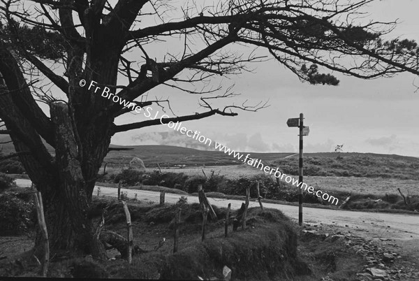 ATLANTIC DRIVE TREE AT ROADSIDE